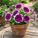 Петуния Frost F1 Velvet FrostVelvet фото 2