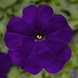 Петуния Damask F1 Blue pro-petdamf1blu-1000 фото 2