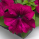 Петунія Falcon F1 Burgundy  pro-petfalburf1-1000 фото 1