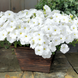 Петунія Success! TR F1 White pro-petsuctrf1whi-500 фото 3