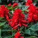 Сальвия Salsa Scarlet SalsaScarlet фото 1
