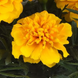 Тагетес Bonanza Gold BonanzaGold фото 1