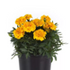 Тагетес Bonanza Gold BonanzaGold фото 2