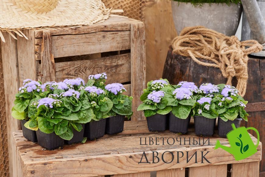 Агератум Kona F1 Blue Kona-10dr фото