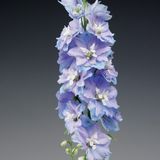 Дельфініум Excalibur Light Blue White Bee pro-delexcligbluwhibee-1000 фото