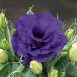 Еустома Julietta Blue pro-eusjulblunew202-1000 фото