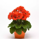 Гербера Colorbloom Deep Orange Dark Eye pro-gercoldeeoradareye-100 фото