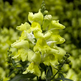 Львиный зев Snaptini F1 Yellow SnaptiniYellow фото
