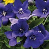 Платикодон Astra Blue AstraBlue фото