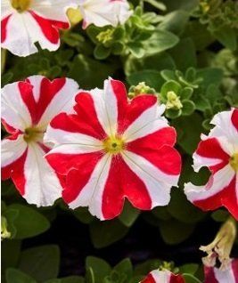 Петунiя Limbo F1 Red Star New2027 pro-LimboRedStar-1000dr фото