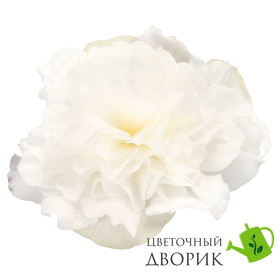 Бегонiя клубневая Nonstop Mocca F1 White pro-begklunonmocf1whi-500 фото