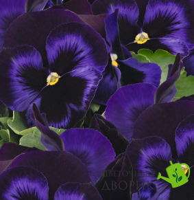Виола Inspire Plus F1 Blue Velvet InspirePlusBlueVelvet фото