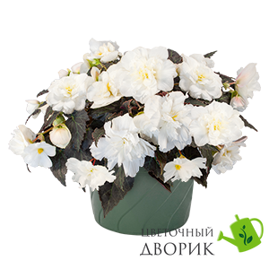 Бегонiя клубневая Nonstop Mocca F1 White pro-begklunonmocf1whi-500 фото