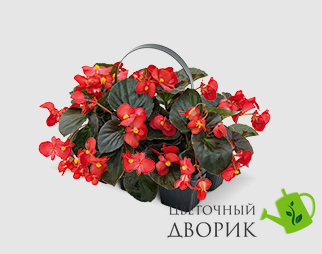 Бегонiя Big F1 Red Bronze Leaf BigRBL фото