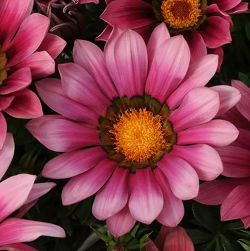 Газанія New Day F1 Pink Shades pro-gaznewdayf1pinsha-1000 фото