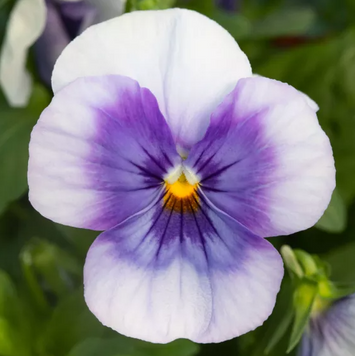Віола рогатая Bel Viso Beacon Flash  pro-viorogbelvisbeaflanew202-1000seed фото