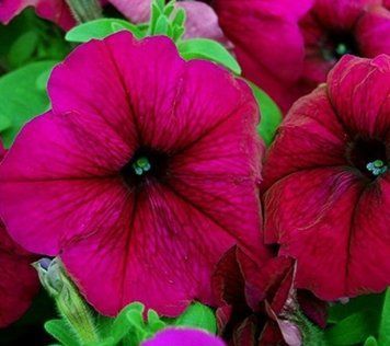 Петунiя Mambo F1 Burgundy pro-MamboBurgundy-1000 фото