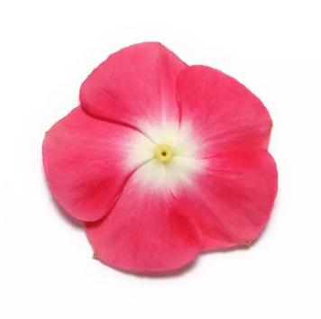 Вінка Pacifica Cherry Red Halo PacificaCherryRedHalo фото