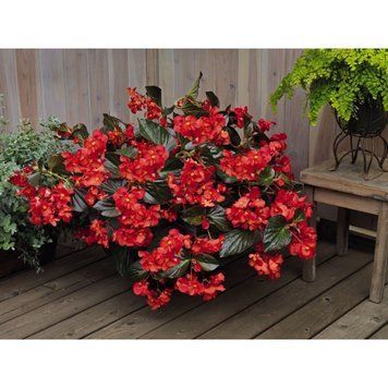 Бегонiя Big F1 Red Bronze Leaf BigRBL фото