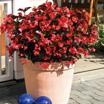 Бегонiя Big F1 Red Bronze Leaf BigRBL фото
