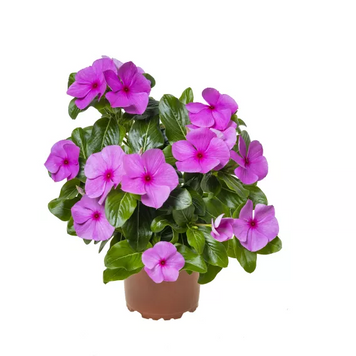 Вінка Cora Cascade XDR Lilac pro-vincorcaslil-500 фото
