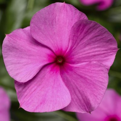 Вінка Cora Cascade Lilac pro-vincorcaslil-1000 фото