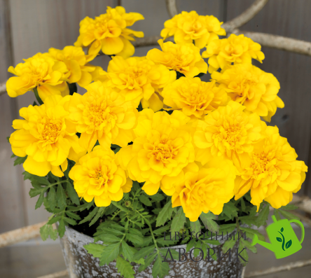 Тагетес Safari Yellow SafariYellow фото