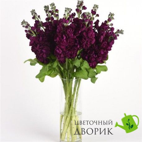 Маттиола Aida Purple pro-mataidpur-1000 фото