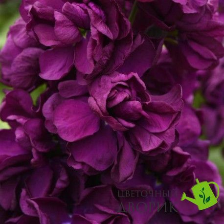 Маттиола Aida Purple pro-mataidpur-1000 фото