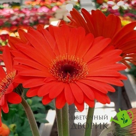Гербера Colorbloom Deep Orange Dark Eye pro-gercoldeeoradareye-100 фото