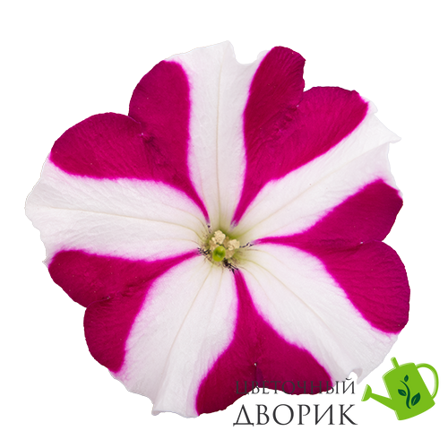 Петунія Success! TR F1 Magenta Star pro-SUCCESS!TRMagentaStar-500 фото