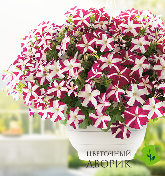 Петунія Success! TR F1 Magenta Star pro-SUCCESS!TRMagentaStar-500 фото