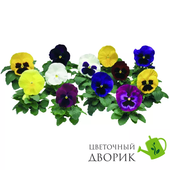 Виола Colossus F1 All colors Mix pro-ColossusAlcMix-1000 фото