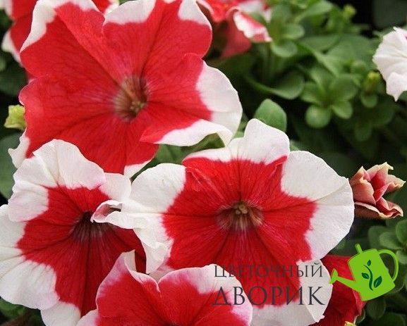 Петуния Limbo F1 Red Picotee LimboRedPicotee фото