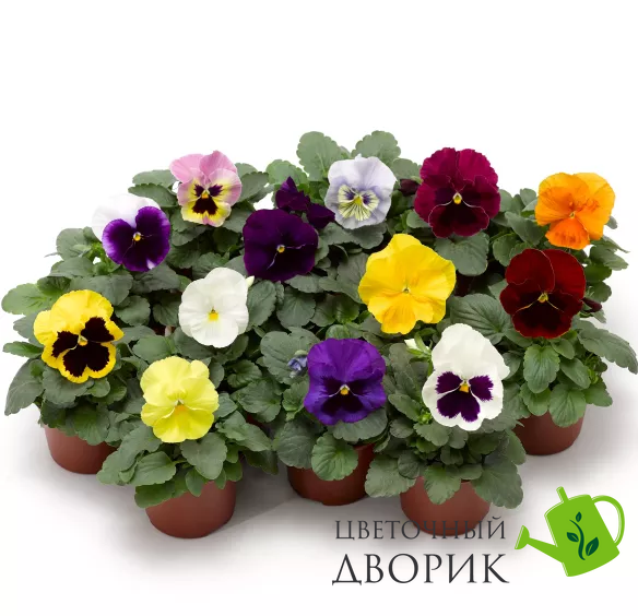 Виола Fino Mix pro-viofinmix-1000 фото