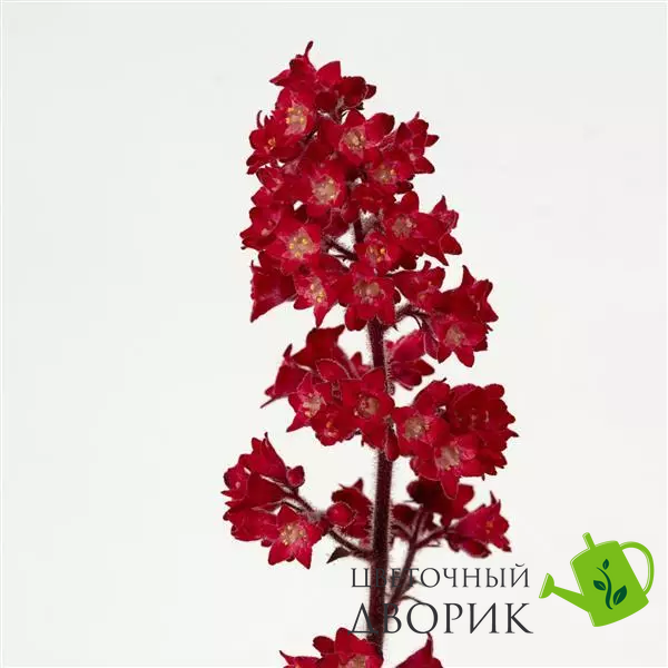 Гейхера Heucherette Red New2027 pro-HeucheretteRed-500 фото