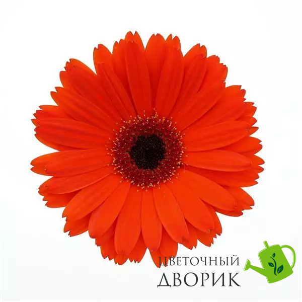 Гербера Colorbloom Deep Orange Dark Eye pro-gercoldeeoradareye-100 фото