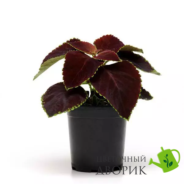 Колеус Premium Sun Chocolate Mint pro-kolpresunchomin-100 фото