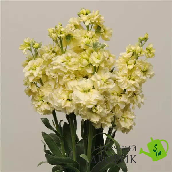Маттиола Katz Yellow pro-matkatyel-1000 фото