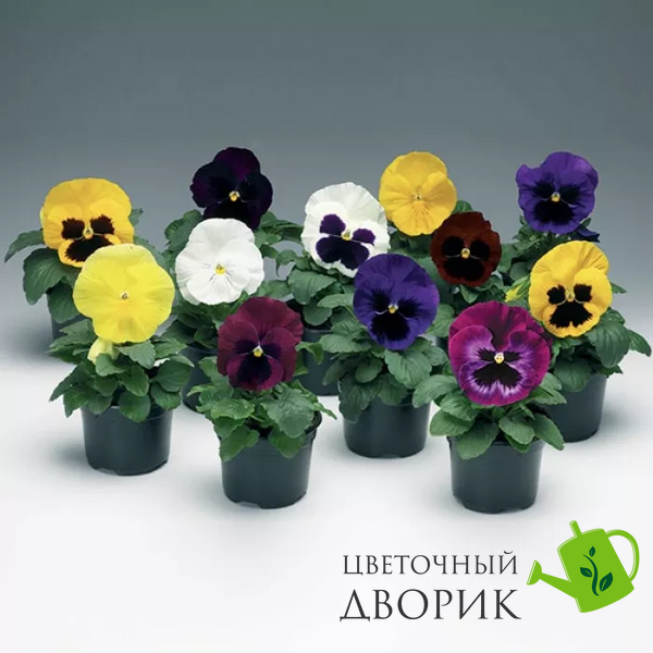 Виола Colossus F1 All colors Mix pro-ColossusAlcMix-1000 фото