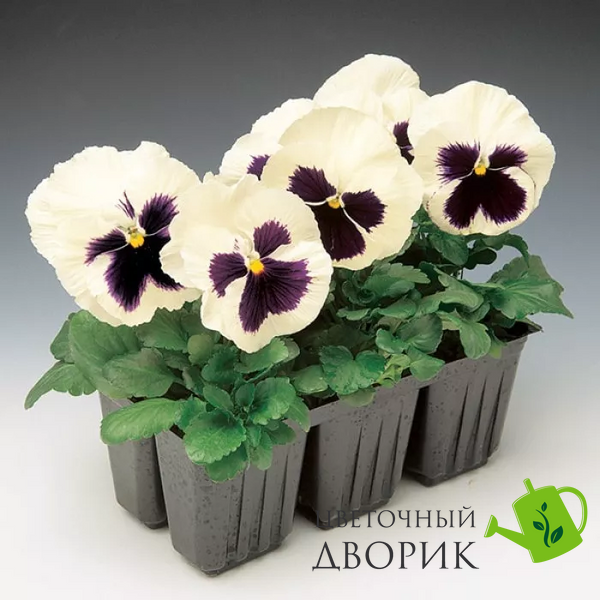 Вiола Colossus F1 White with Blotch ColossusWhitewB фото