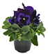 Виола Inspire Plus F1 Blue Velvet InspirePlusBlueVelvet фото 1
