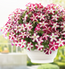 Петунія Success! TR F1 Magenta Star pro-SUCCESS!TRMagentaStar-500 фото 3