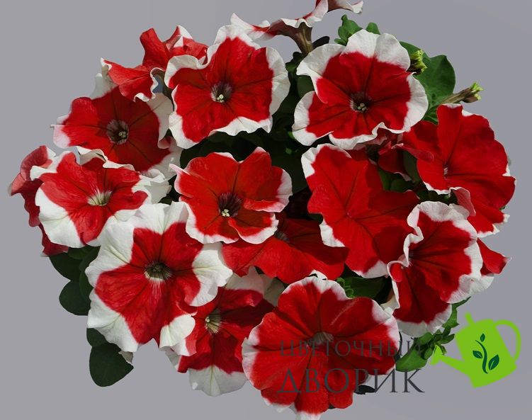 Петунія Limbo F1 Red Picotee LimboRedPicotee фото