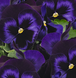 Виола Inspire Plus F1 Blue Velvet InspirePlusBlueVelvet фото 3