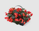 Бегонiя Big F1 Red Bronze Leaf BigRBL фото 3