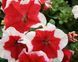 Петуния Limbo F1 Red Picotee LimboRedPicotee фото 2