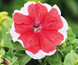 Петуния Limbo F1 Red Picotee LimboRedPicotee фото 1