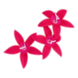 Пентас Graffiti Fuchsia  po-GraffitiFuchsia-500 фото 3