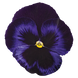 Виола Inspire Plus F1 Blue Velvet InspirePlusBlueVelvet фото 2